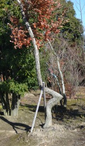 エガちゃんの木（コナラ）